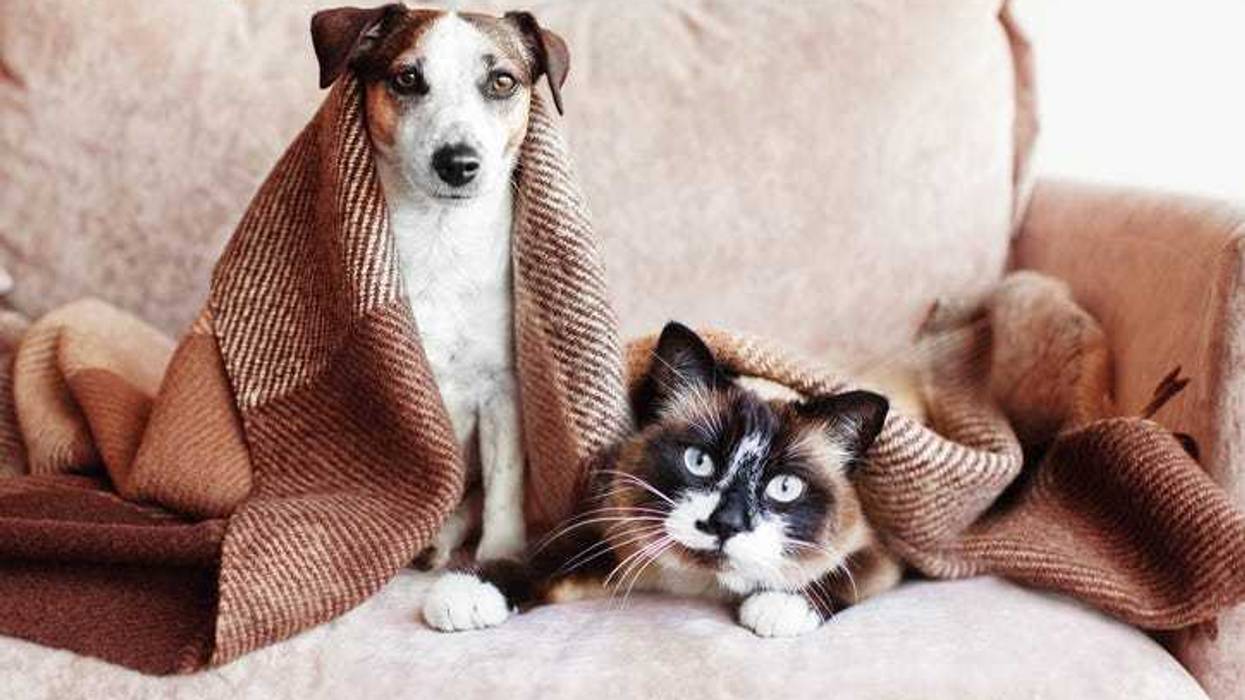 Pets under a blanket.