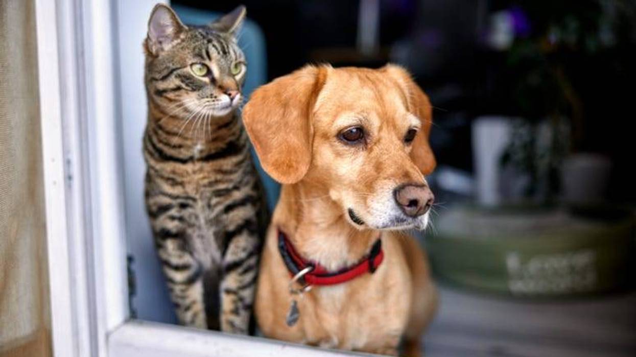 Pets