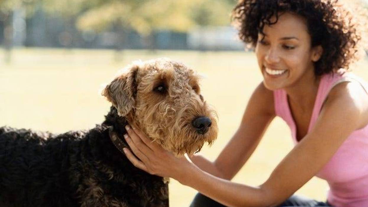 petting dog