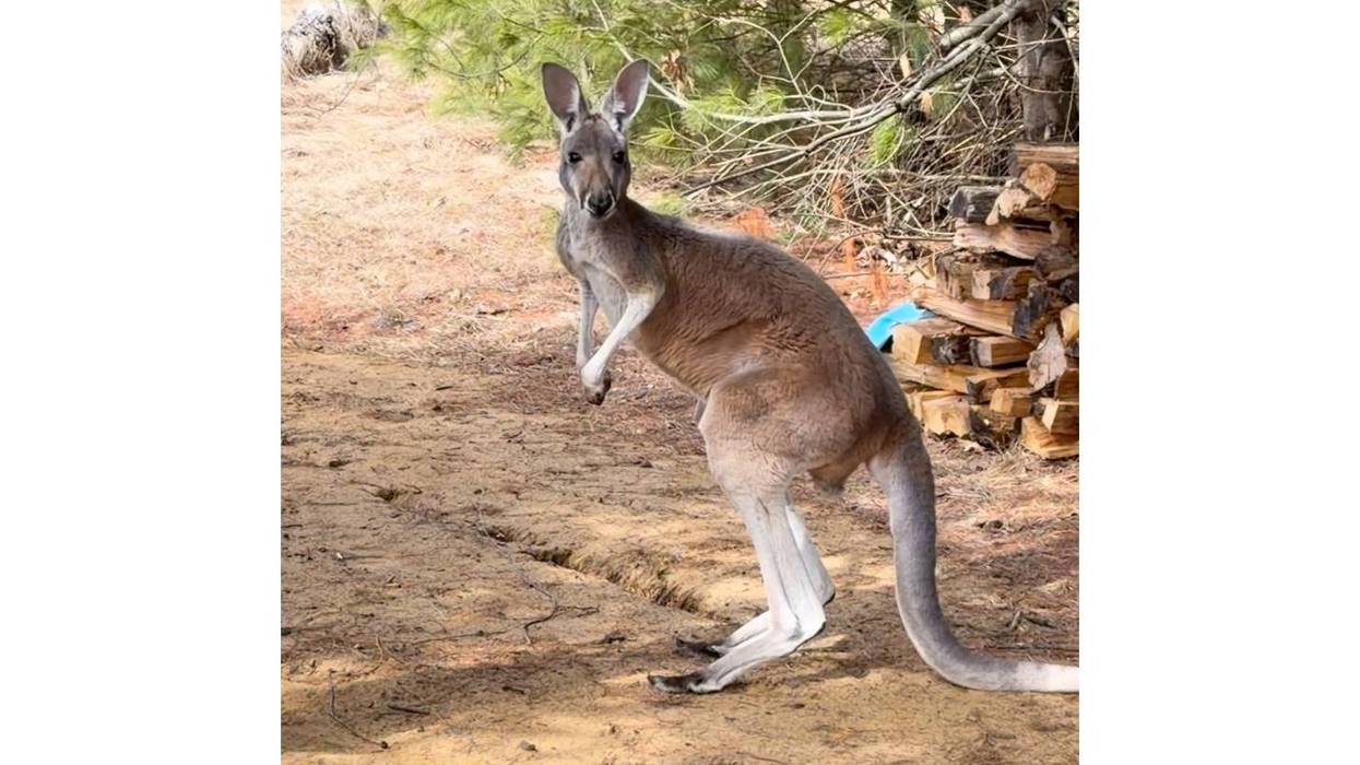 Petting Zoo Kangaroo