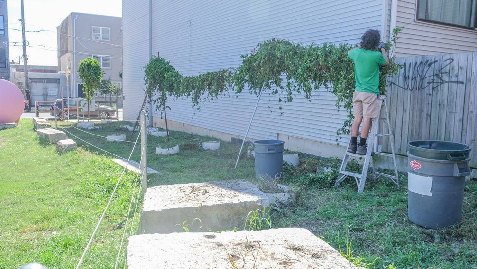 Philadelphia Brewing Company cleans up the remains of the hops grown for its special fall beer.