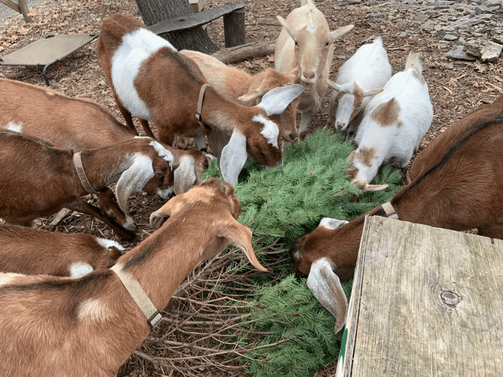 Philly Goat Project