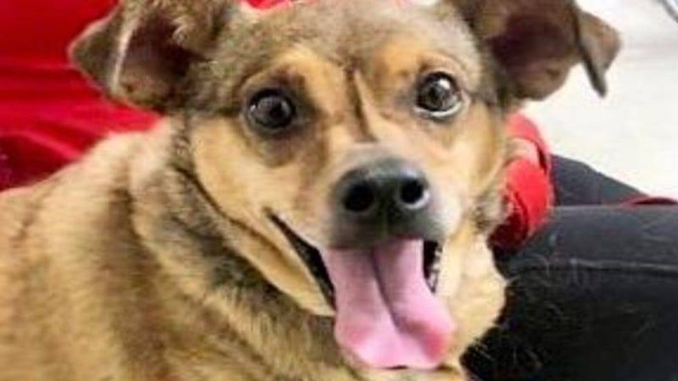 Phoebe / Austin Humane Society 1/5/22