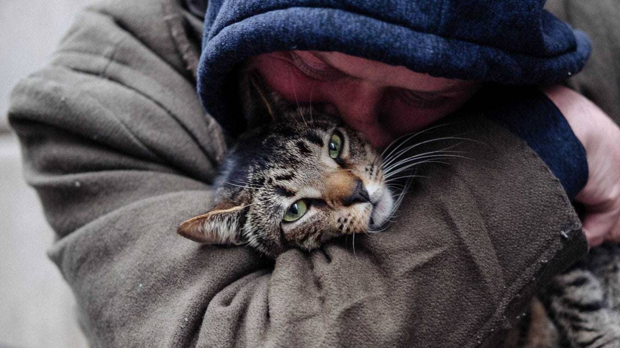 Photo: Cat Daddies Movie