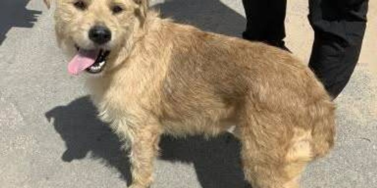 An unusual dog rescue took place this week on Chicago's lakefront