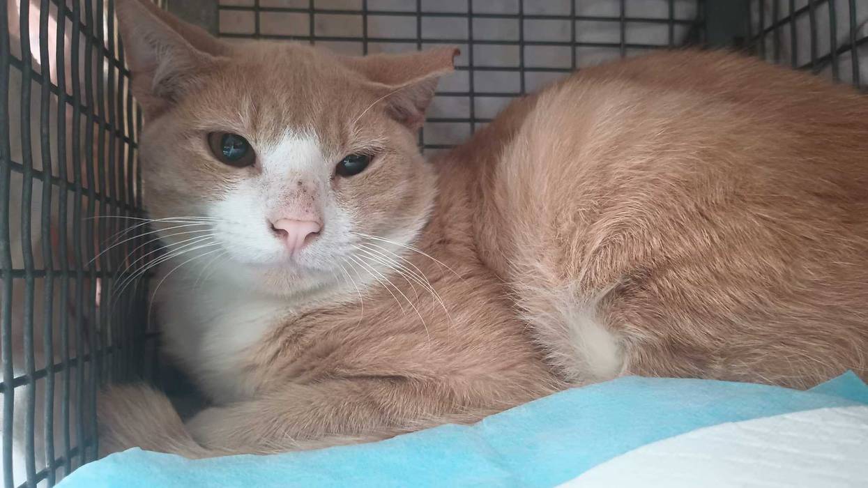 Photo credit: Elizabeth Cooj