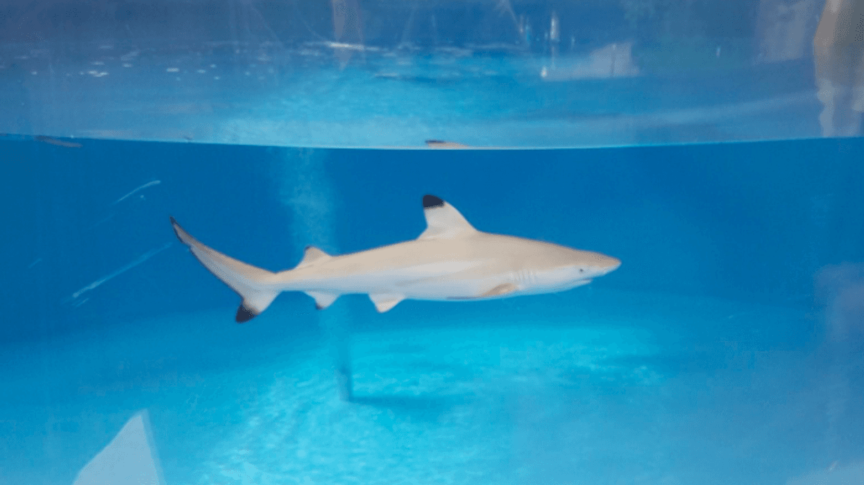 Photo credit: Pittsburgh Zoo and PPG Aquarium Twitter