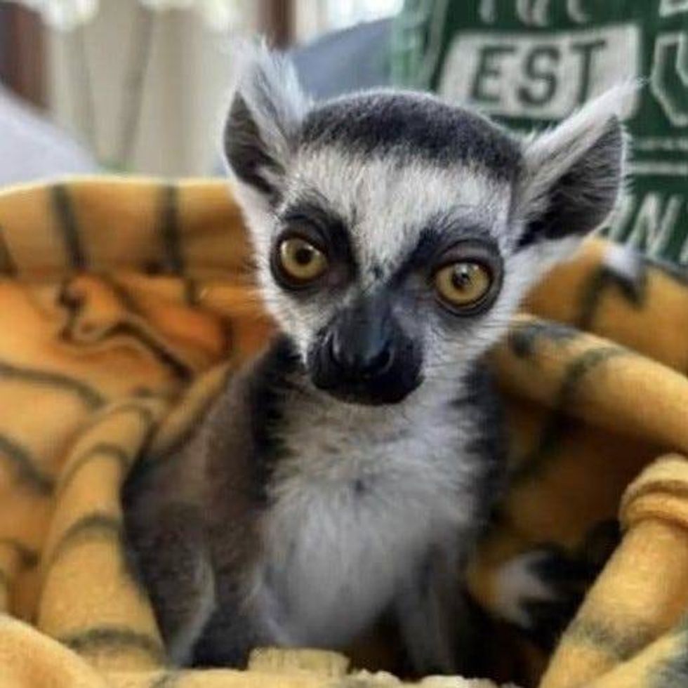 Photo of a baby ring-tailed lemur used to promote Even Keel Exotics. Image is from the complaint in United States v. Keeler, no. 2:23-cv-11748.