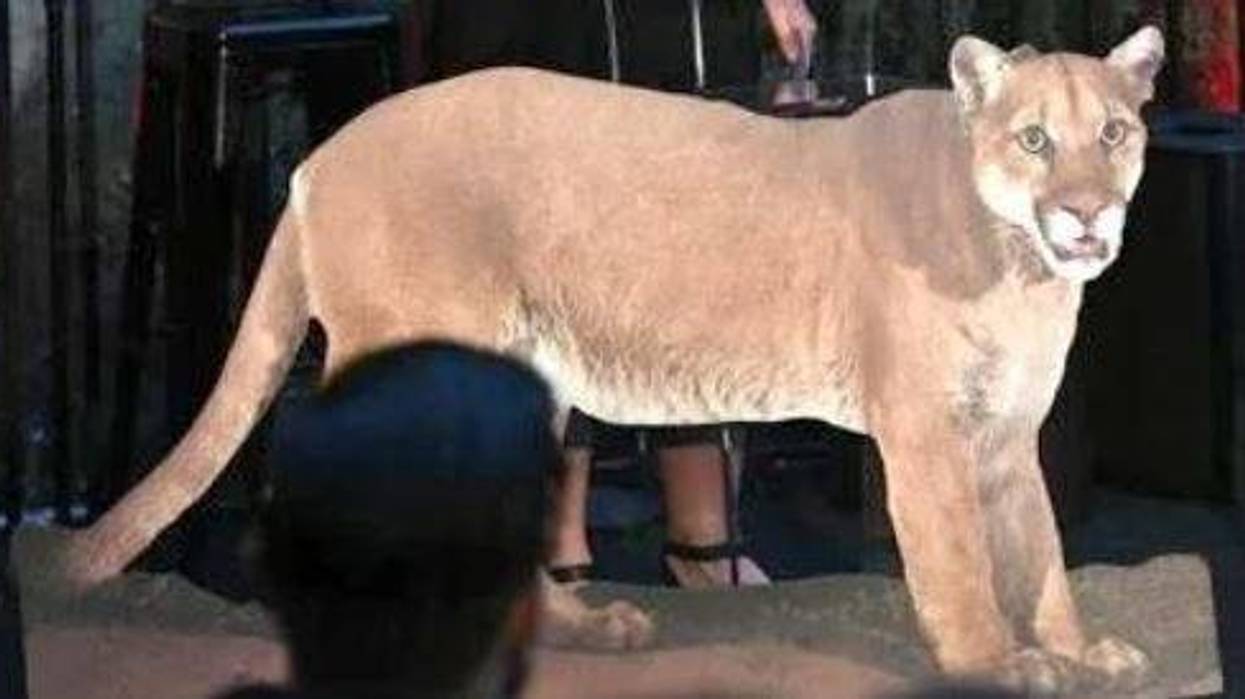 Photo of local cougar P-22 at "Meet Me In Australia" To Benefit Australia Wildlife Relief Efforts, hosted by The Greater Los Angeles Zoo Association at Los Angeles Zoo on March 08, 2020 in Los Angeles, California.