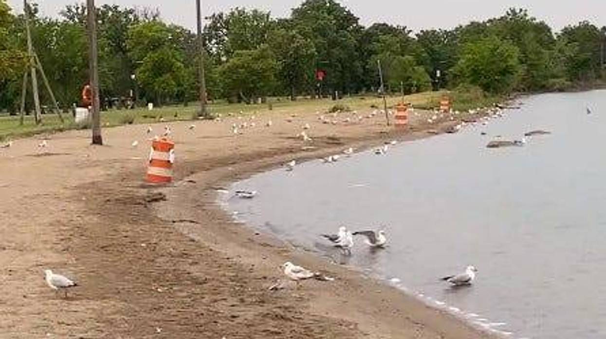 Photo of seagulls on the beach and in water on Belle Isle