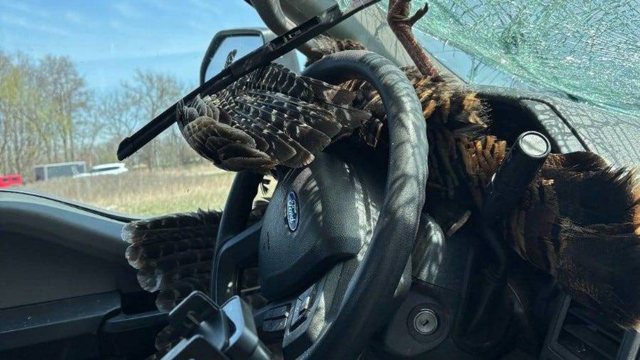 Photo of the damage after a crash with a turkey on I-96.