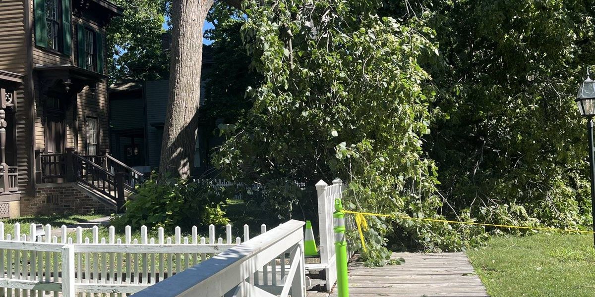A landmark tree standing outside of the Lincoln Home in Springfield has been destroyed.