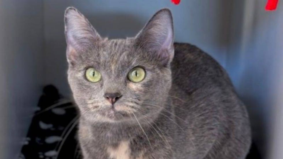 Phyllis @ Austin Humane Society 2/07/24