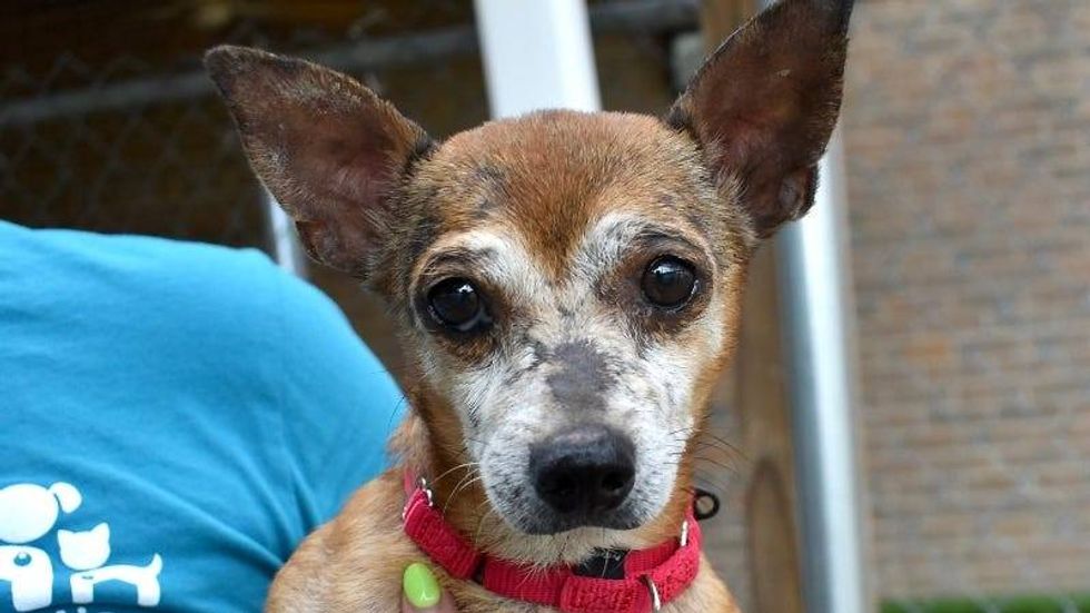 Pichi @ Austin Humane Society