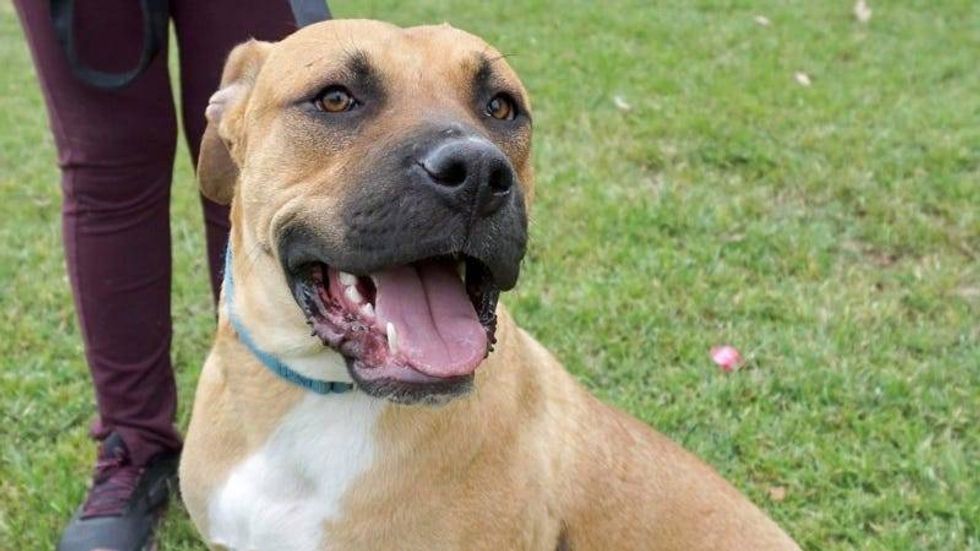Pickle @ Austin Humane society WNW May 12, 2021