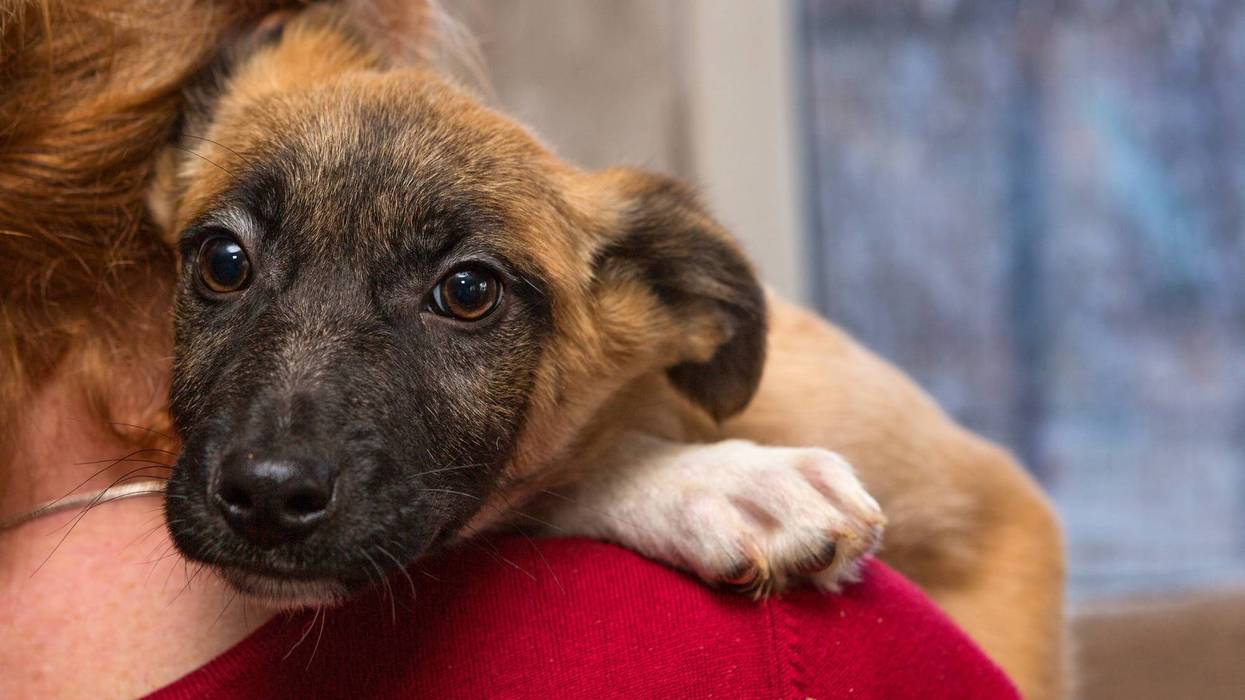 Picture of dog in the arms of a woman from Getty Images.