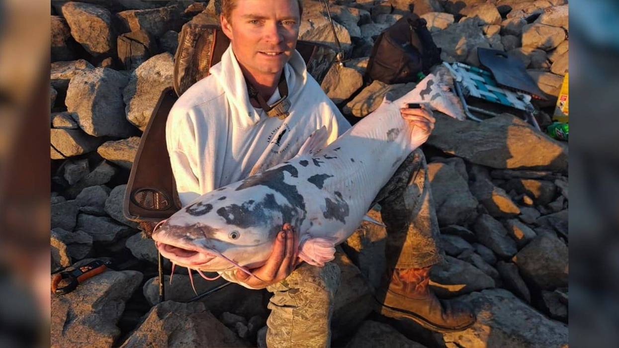 Piebald blue catfish