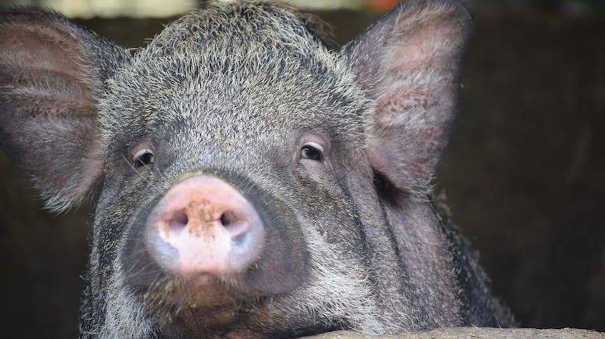 Pig, Cochon noir, Close Up, Snout