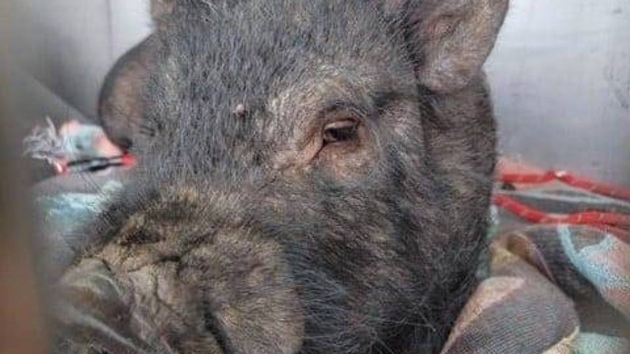 Pig discovered in Eastpointe