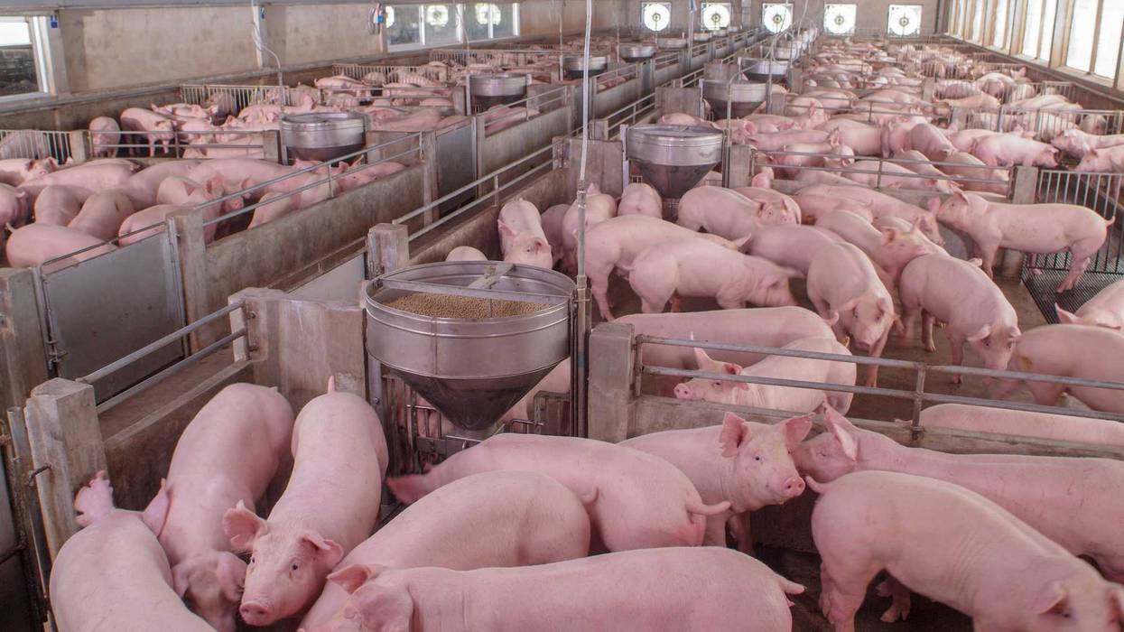 pig farm