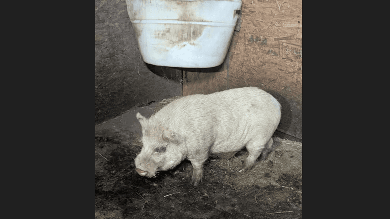 Pig found in Moon Township