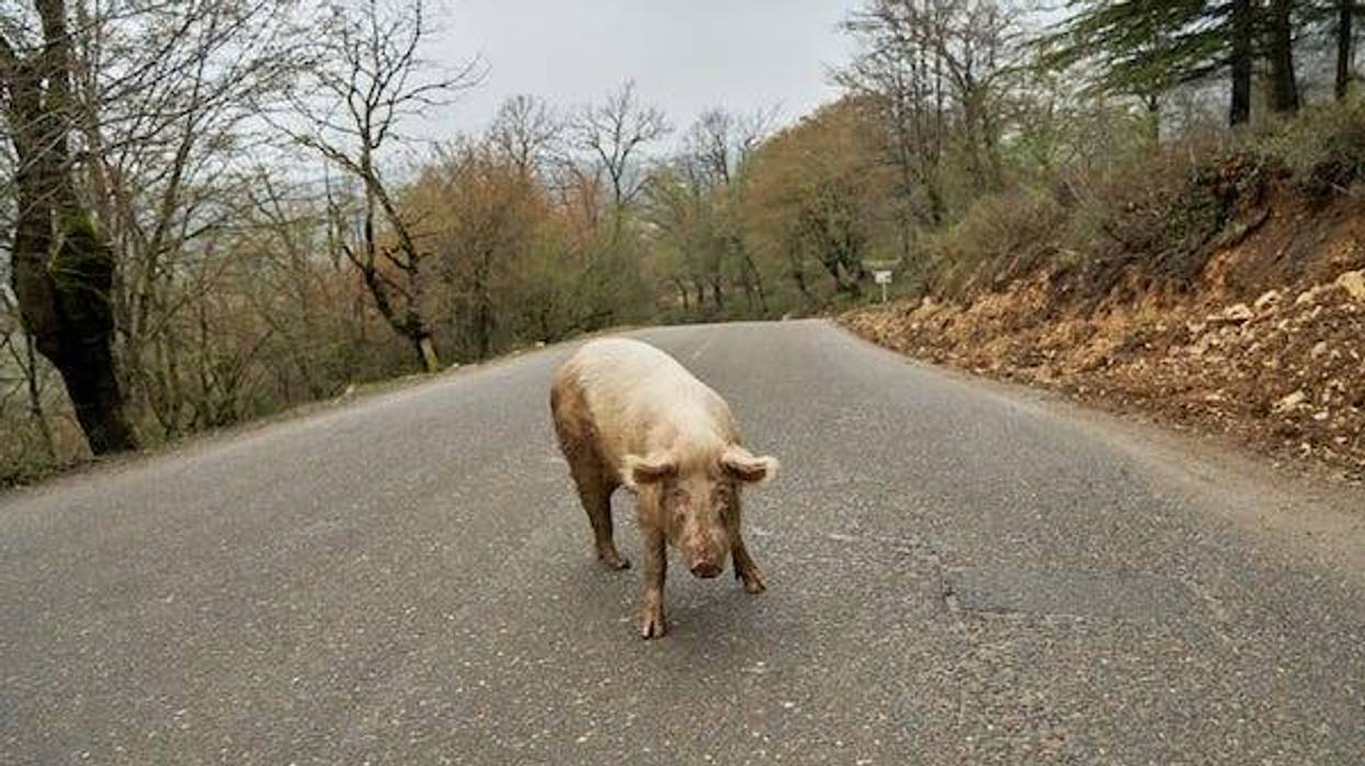 Pig standing in the middle of the street