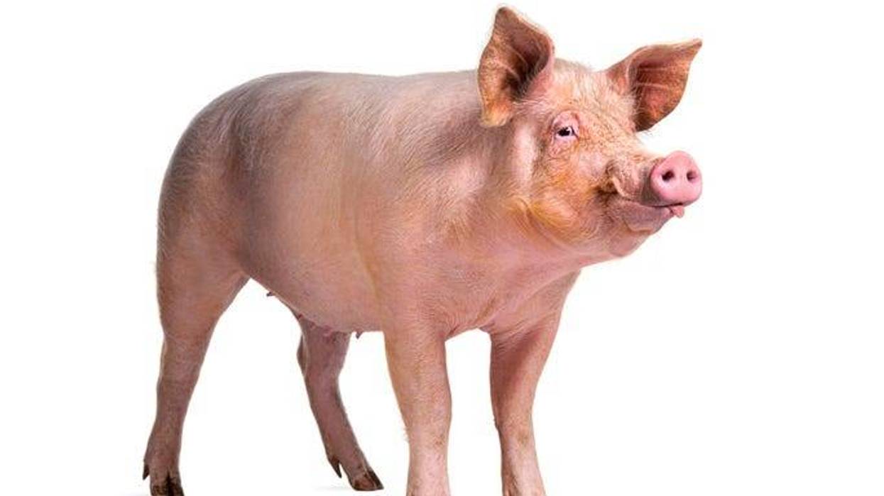 Pig