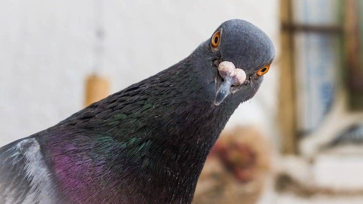 Pigeon looking curiously at a camera