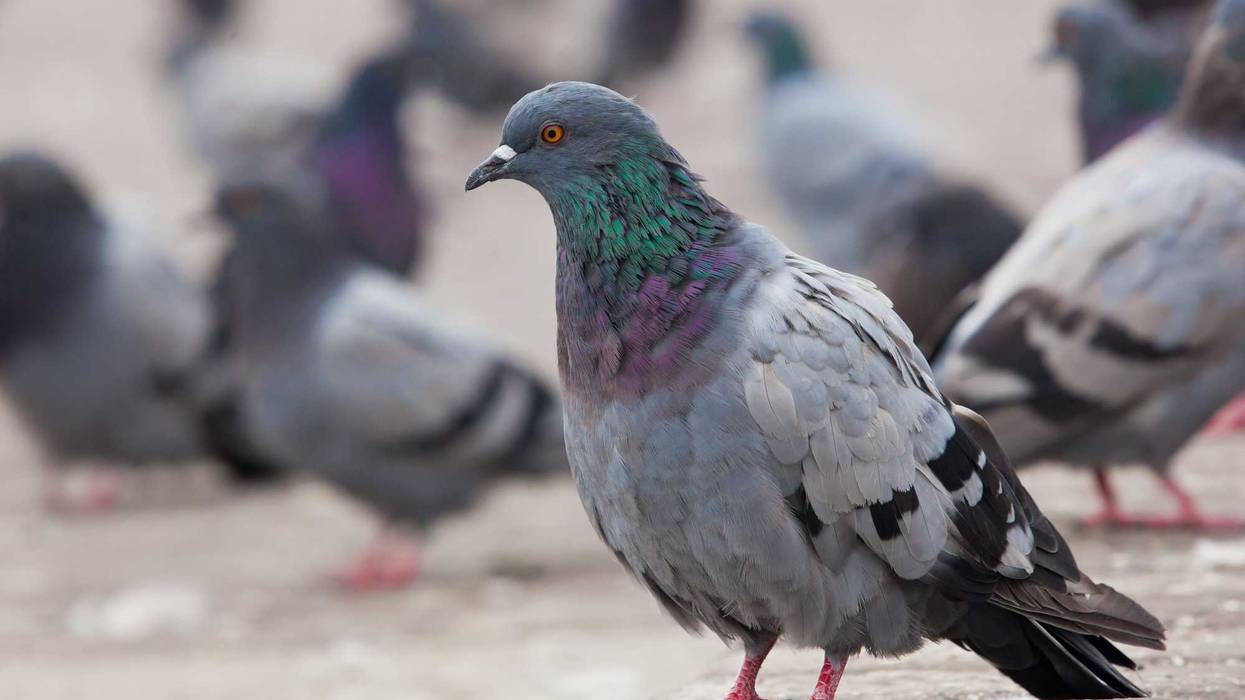 Pigeon