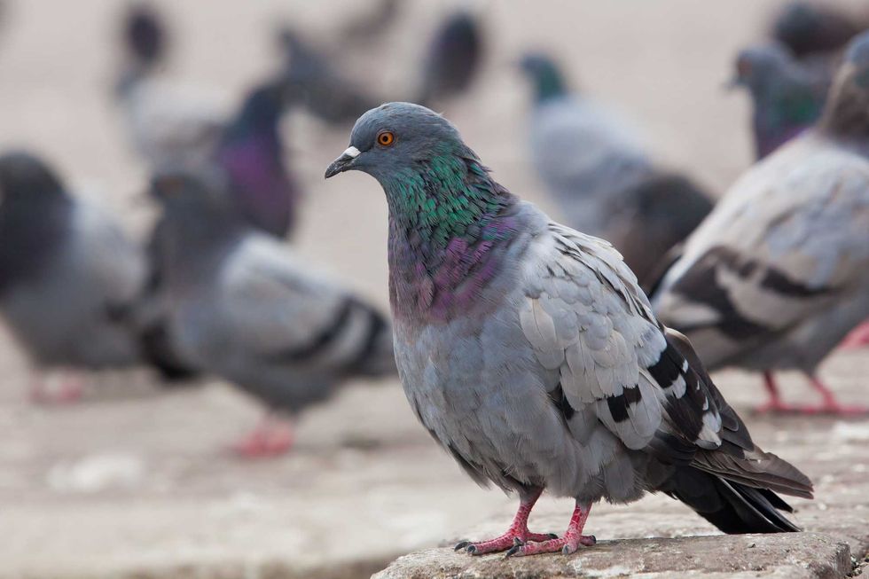 Someone Attached Tiny Cowboy Hats To Pigeons In Las Vegas