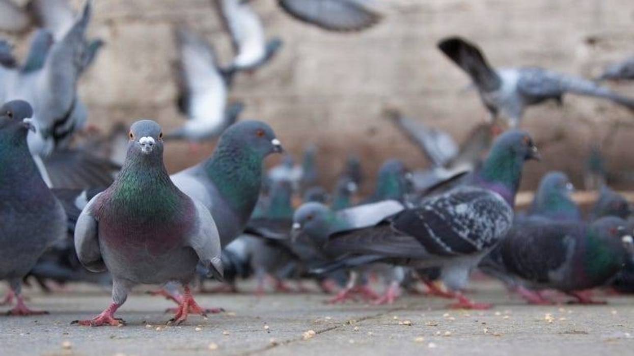 Pigeons mkirarsian Getty Images