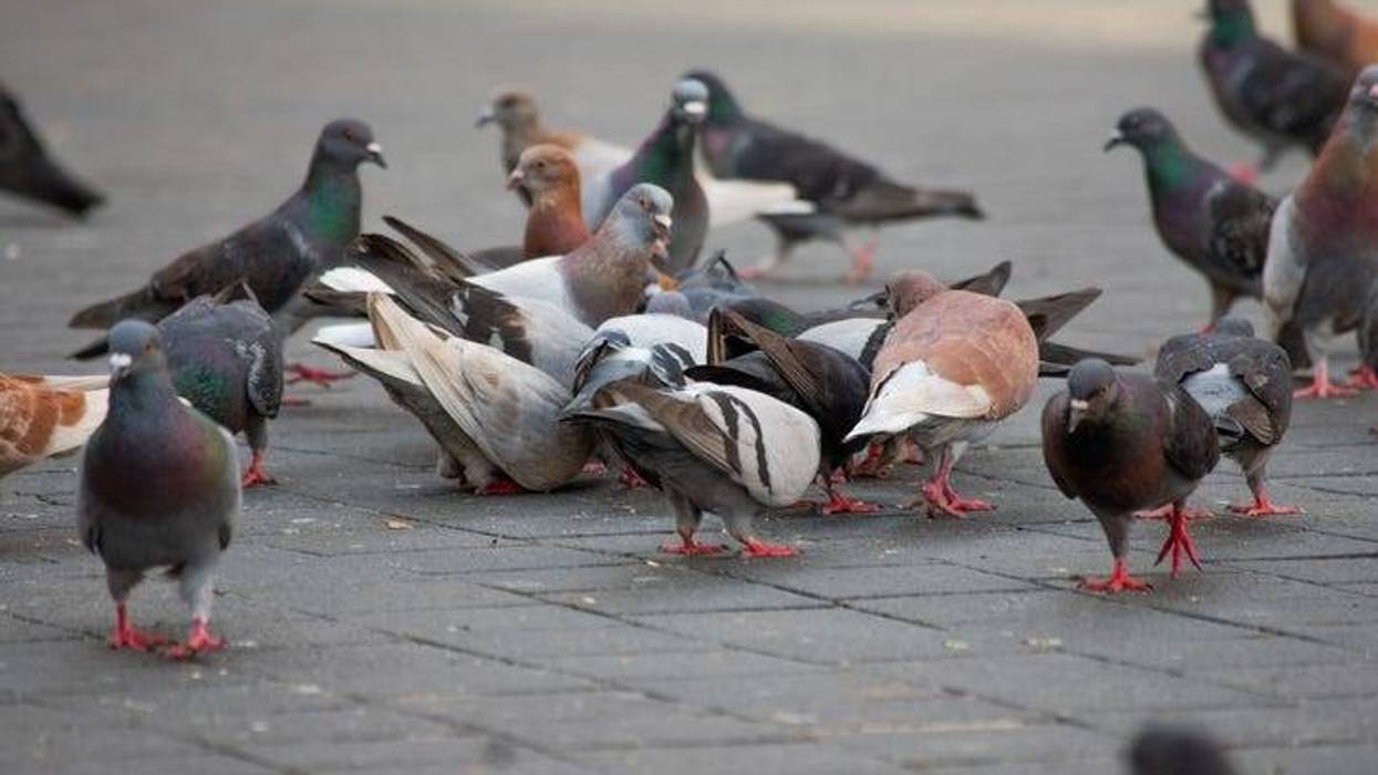 pigeons