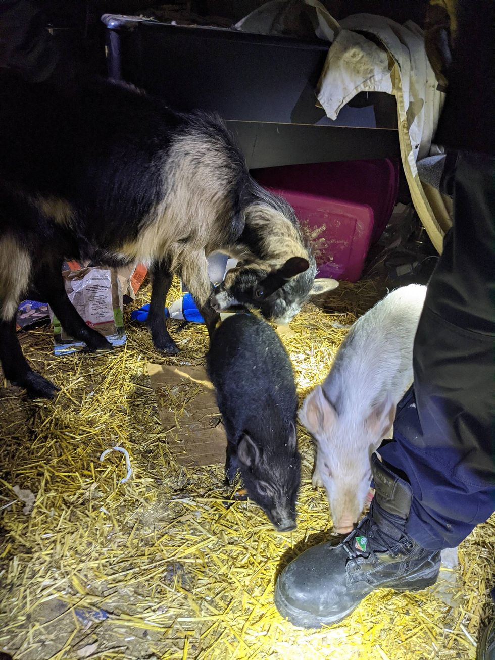 Pigs and goat found living inside Homewood residence
