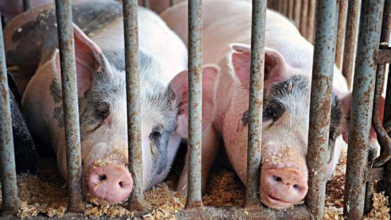 pigs at a county fair