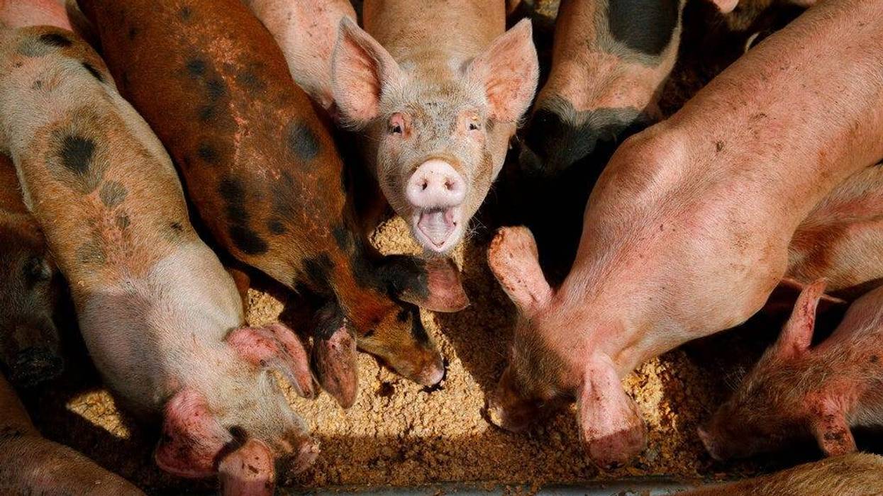 pigs eat from a trough at the Las Vegas Livestock pig farm in Las Vegas. The farm feeds their pigs with food wast from Las Vegas casinos.