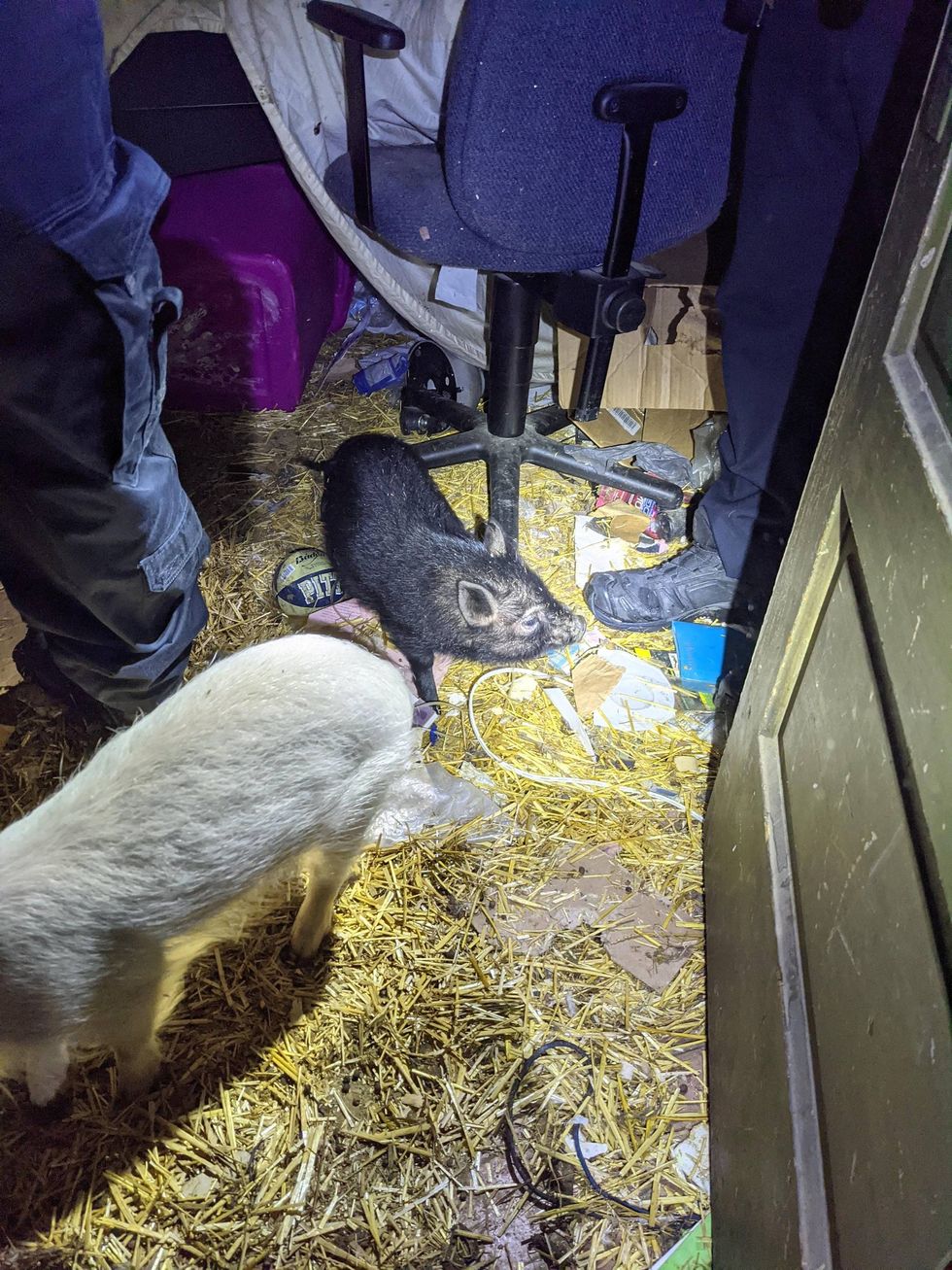 Pigs found living inside Homewood residence