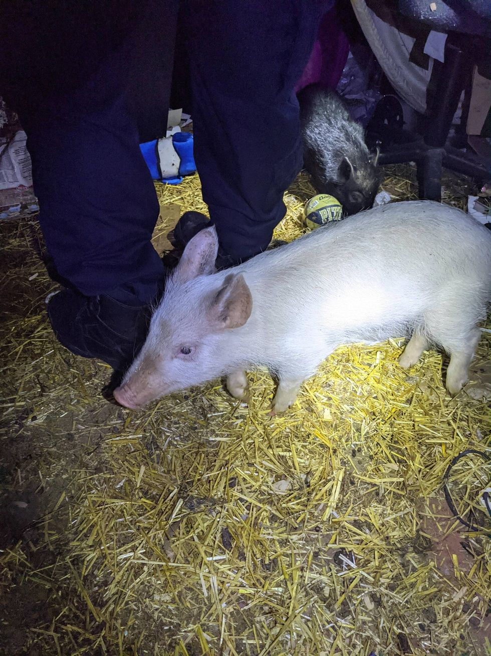 Pigs found living inside Homewood residence