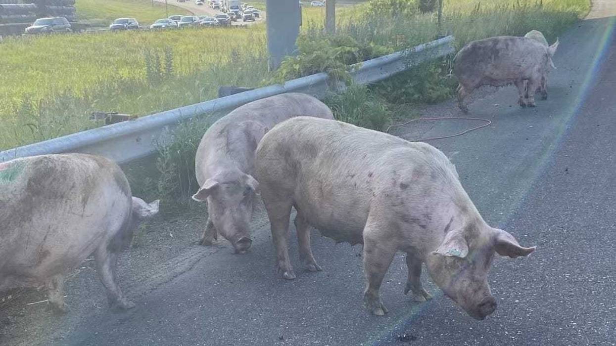 Pigs on Freeway