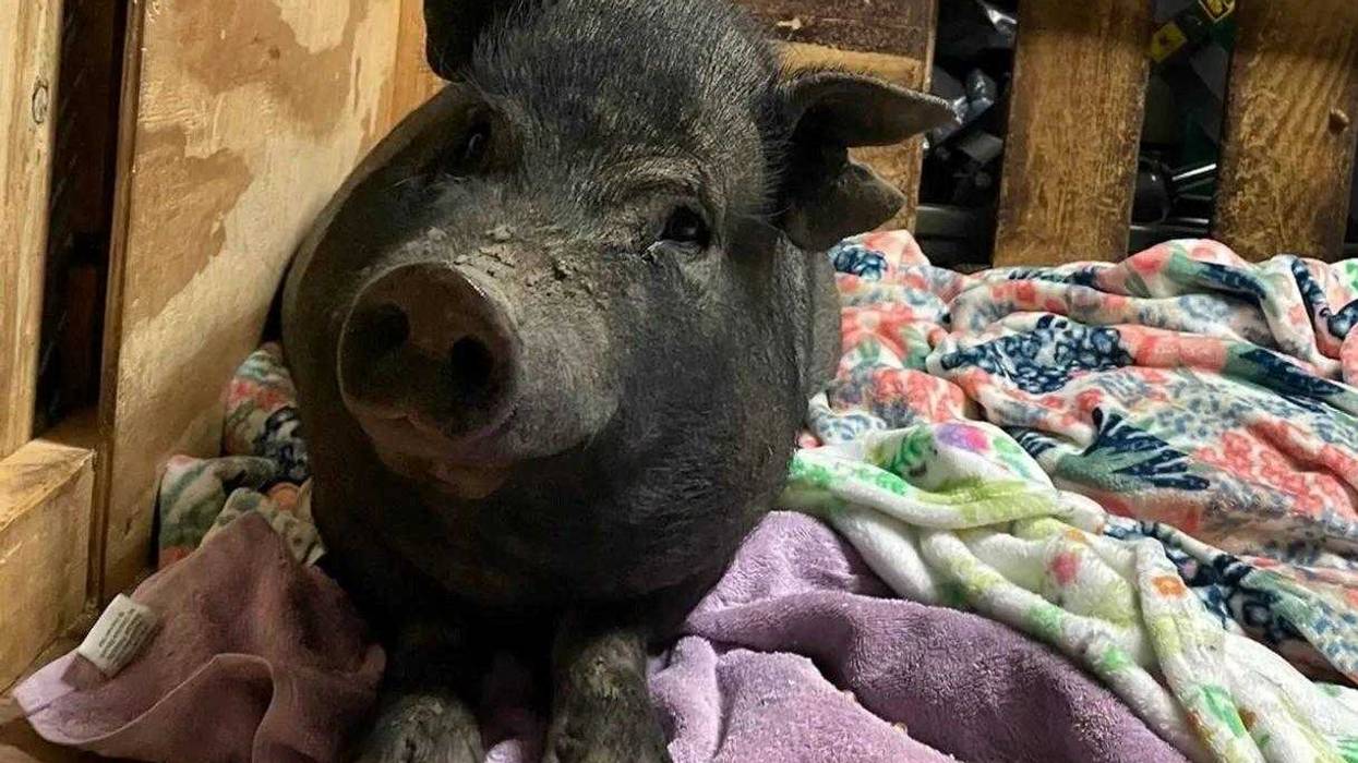pigs