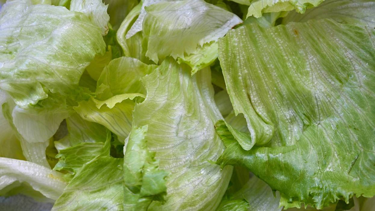 Pile of fresh, light green iceberg lettuce leaves.