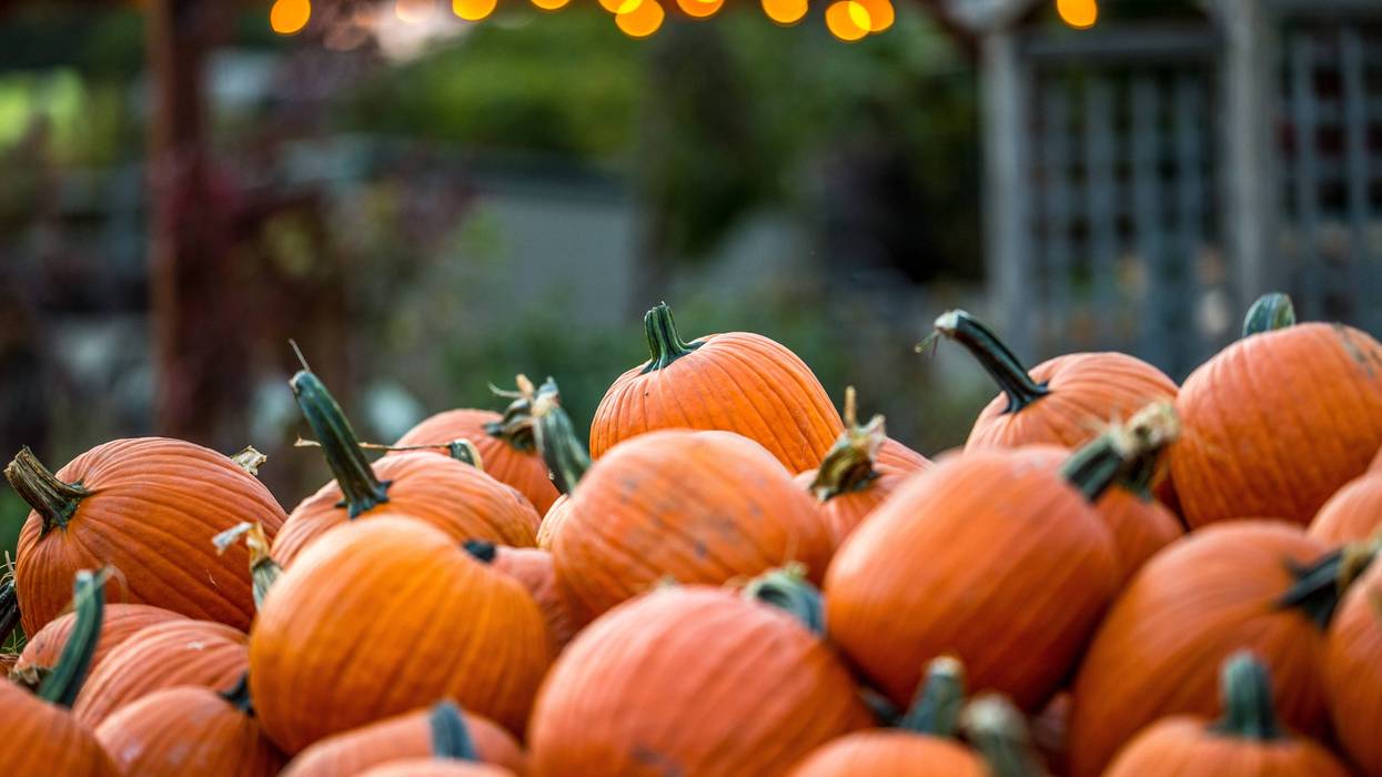 Pile of pumpkins at a festival