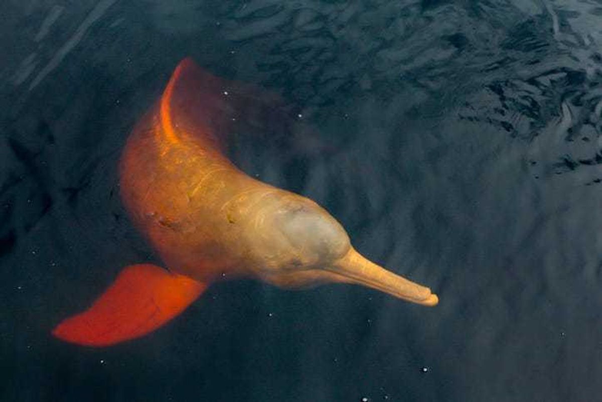 pink Amazon river dolphin