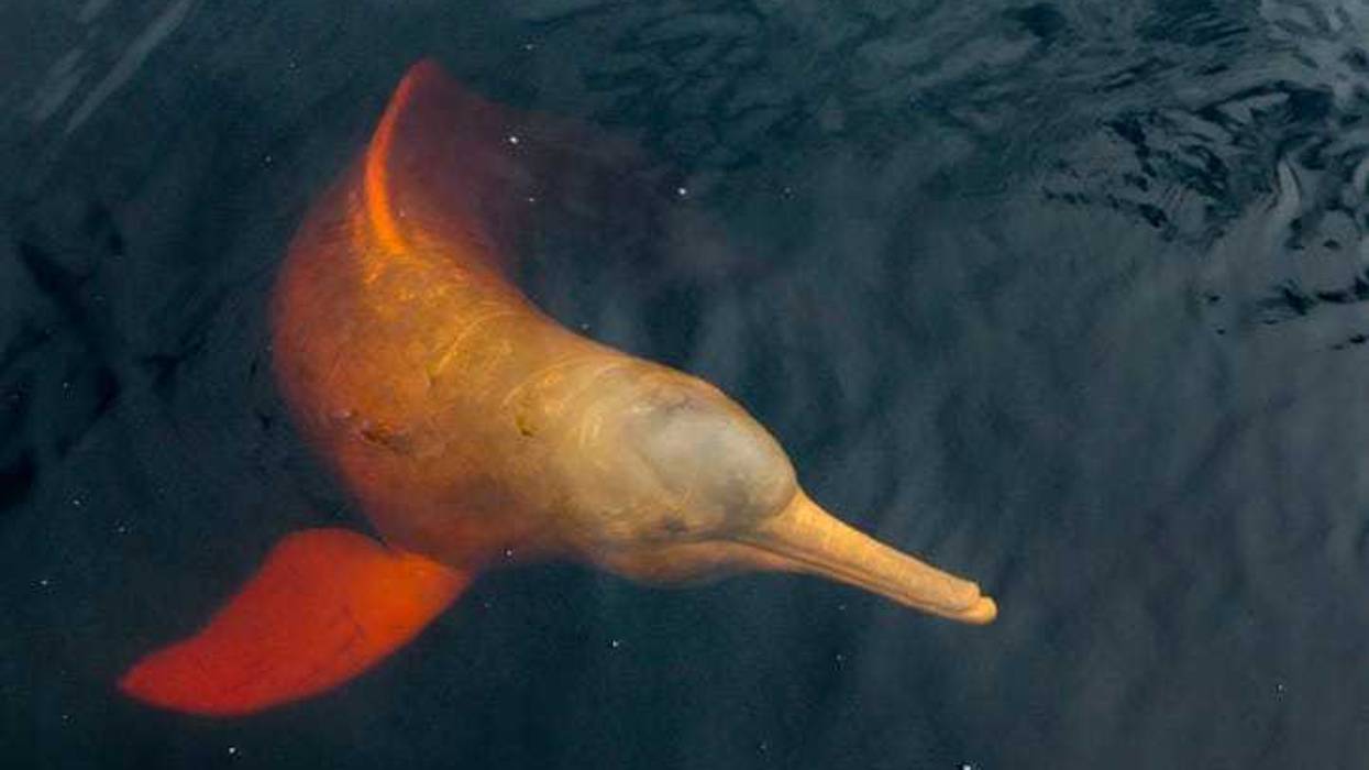 pink Amazon river dolphin