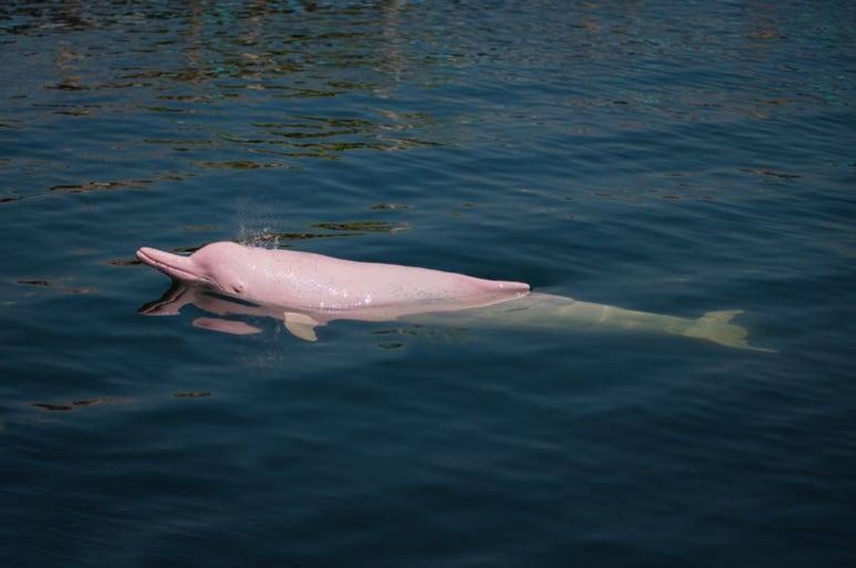 Pink_Dolphin