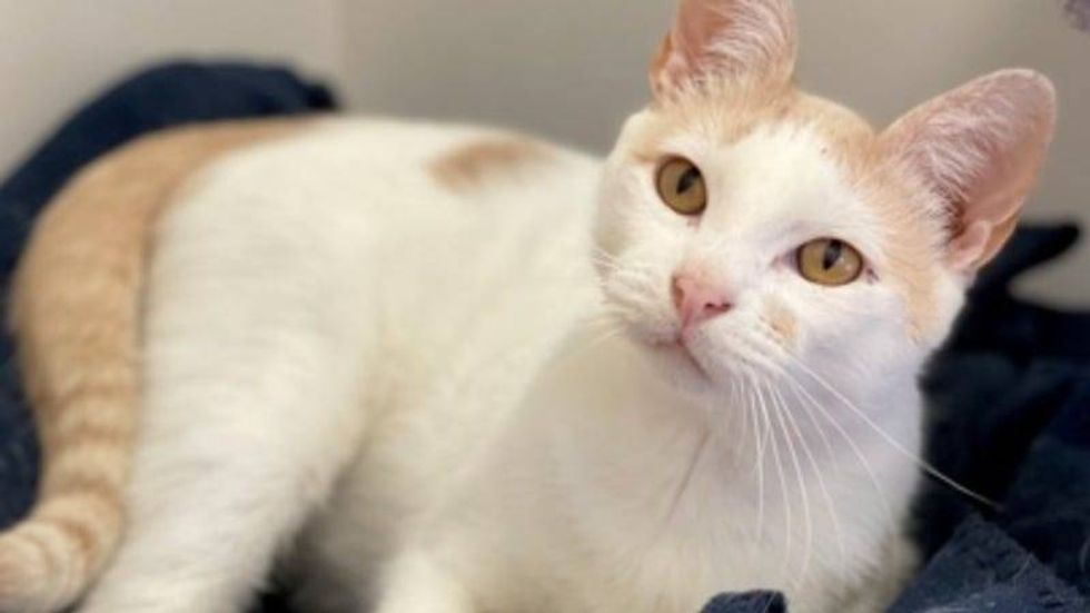 Pinto Bean @ Austin Humane Society