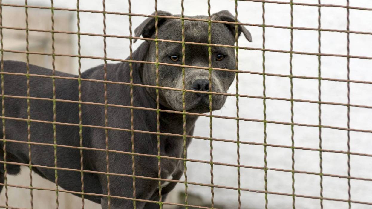 Pit bull behind a wire fence.