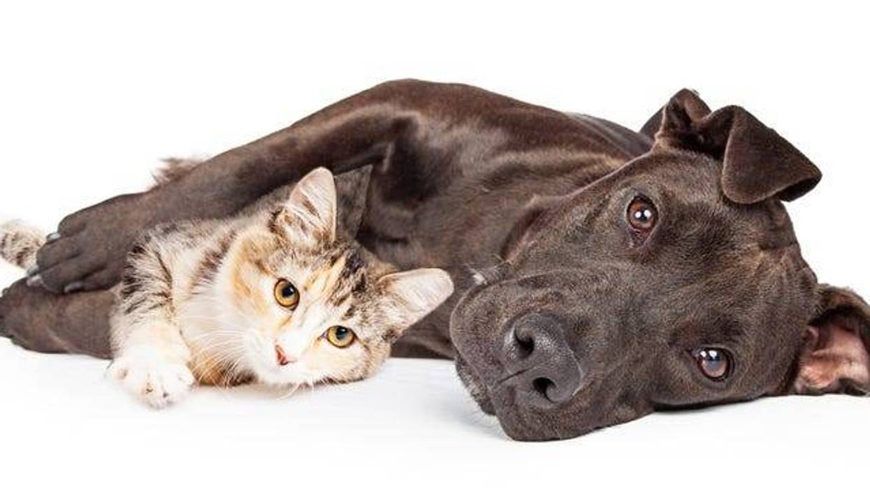 Pit Bull Dog and Kitten Cuddling