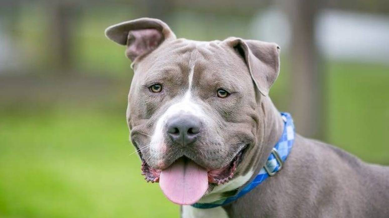 Pit Bull Terrier mixed breed dog