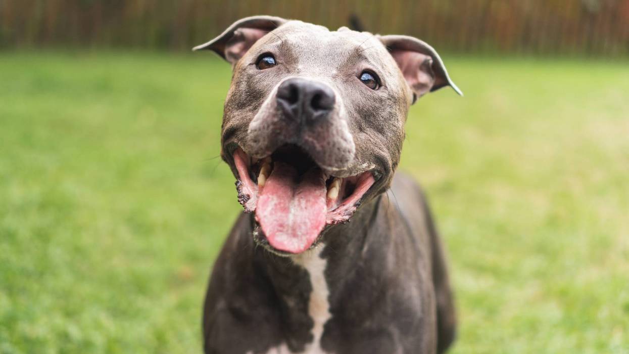 Pit bull