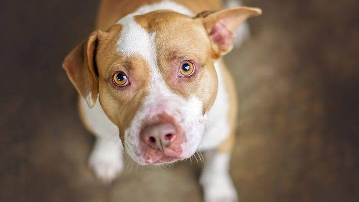 Pit bull